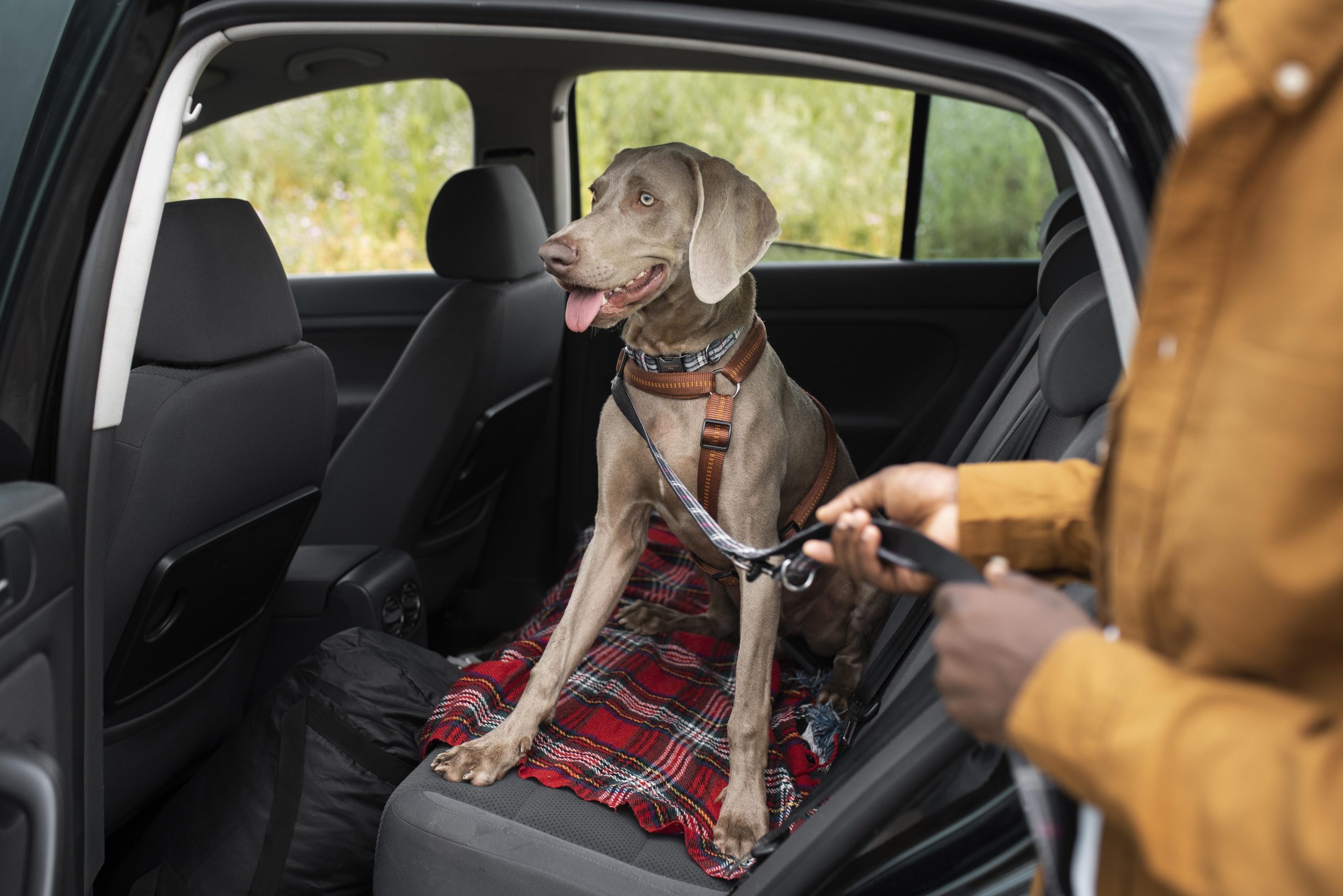 dog in pet taxi