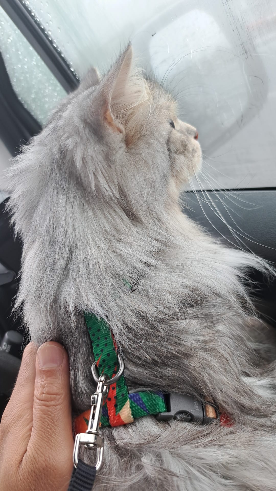 cat in pet taxi