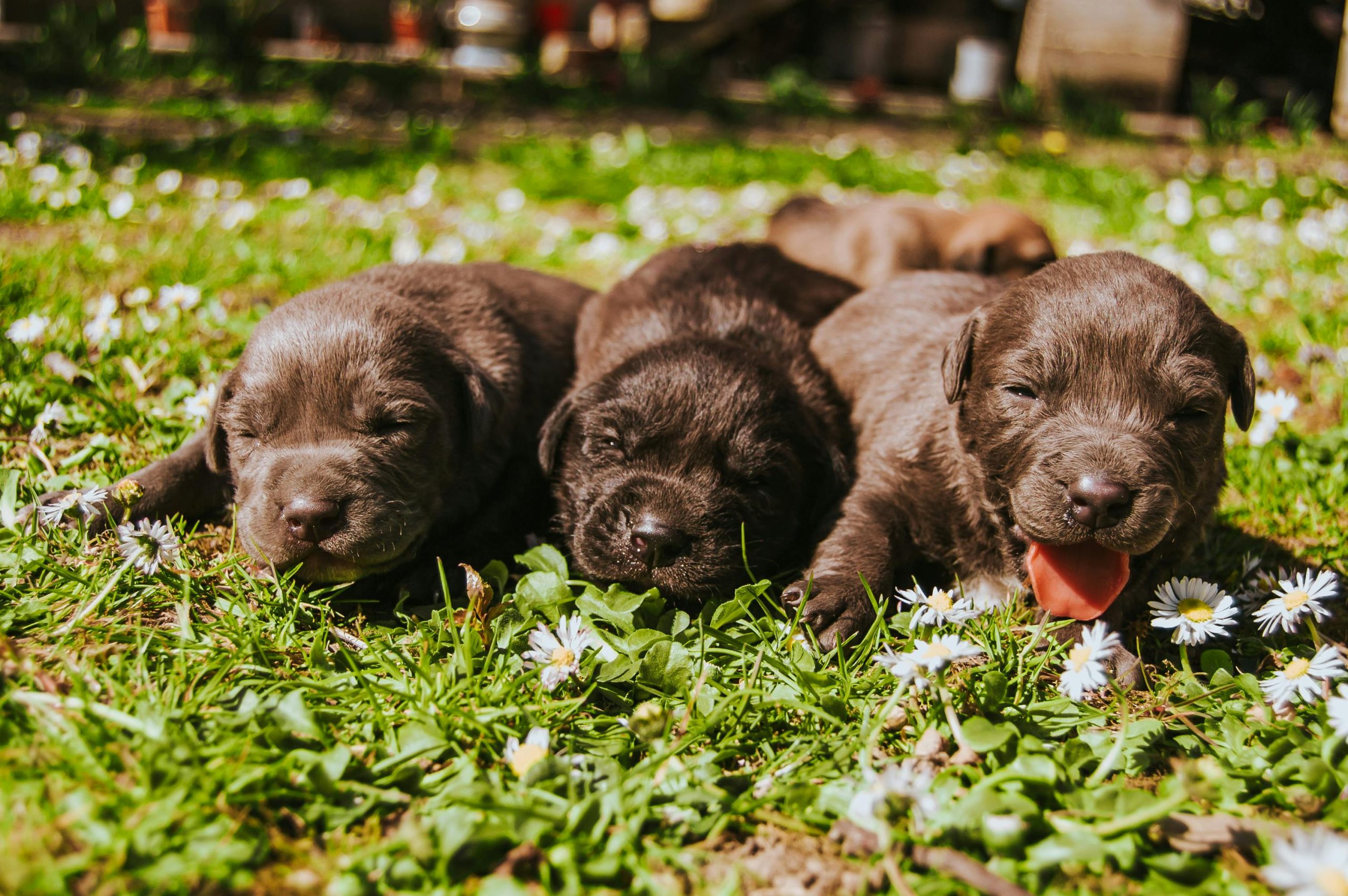 Dogs ready for pet taxi